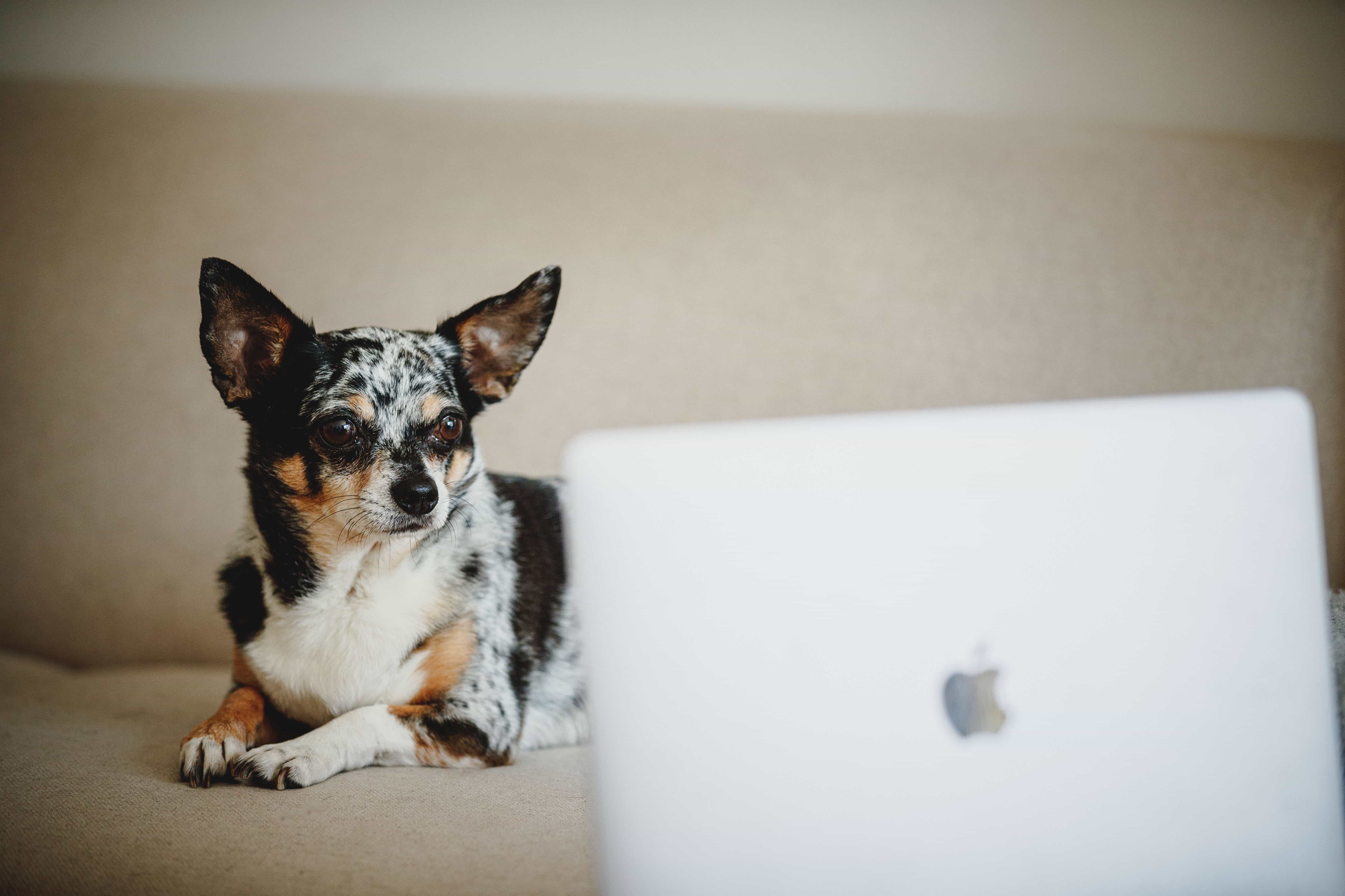 Dine fordele med online dyrlægehjælp