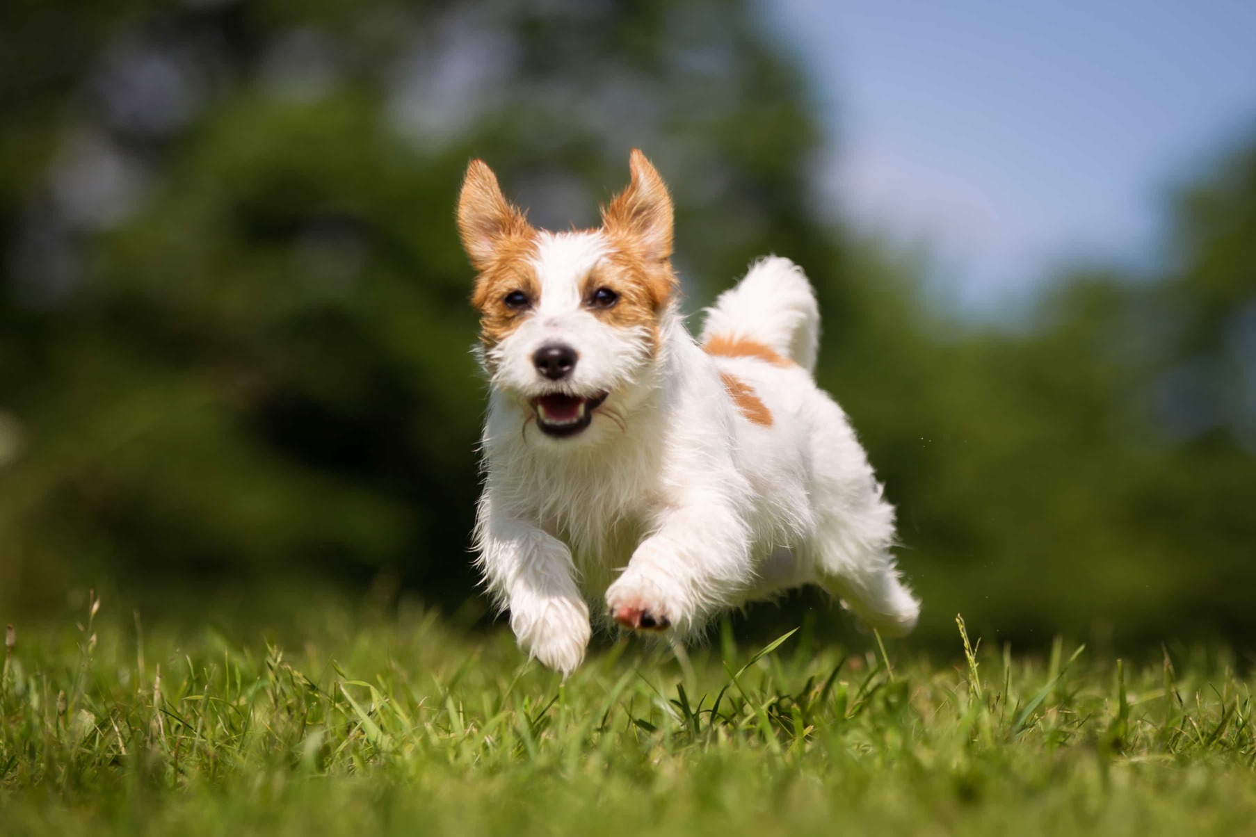 Hundeforsikring